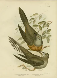 Cuculo australiano, 1891